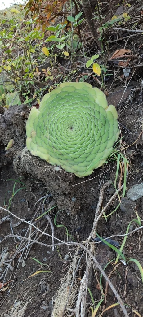 Aeonium Tabuliforme