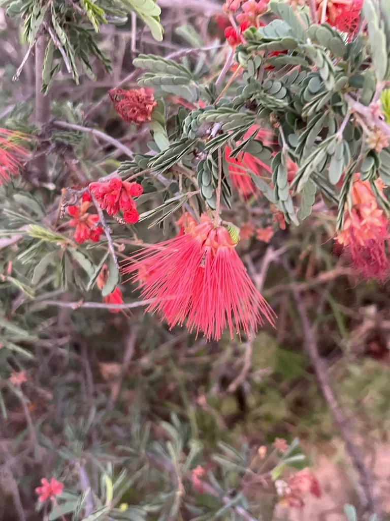 Calliandra Californica