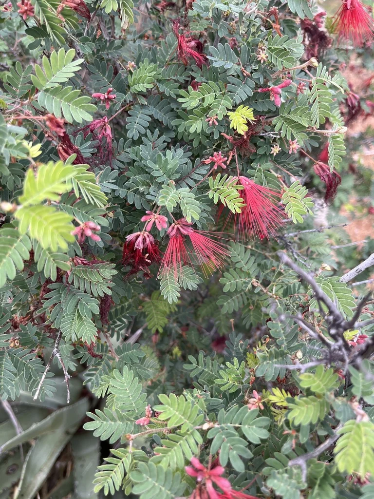 Calliandra Californica