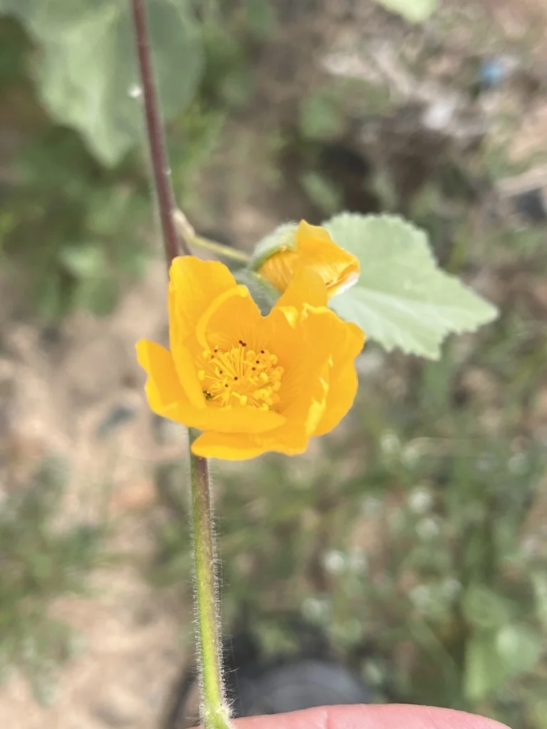 Abutilon Palmeri