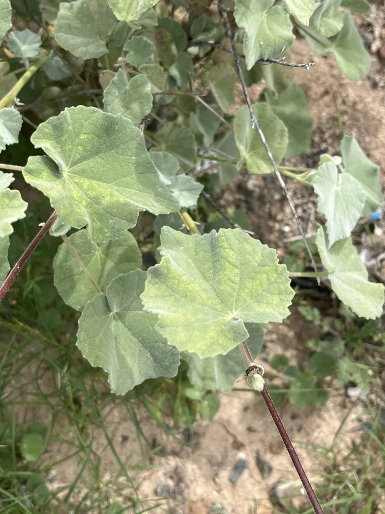 Abutilon Palmeri