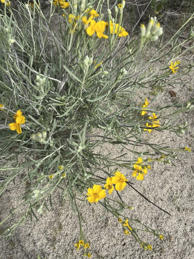 Psilostrophe Cooperi