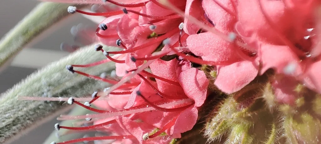 Echium Wildpretii