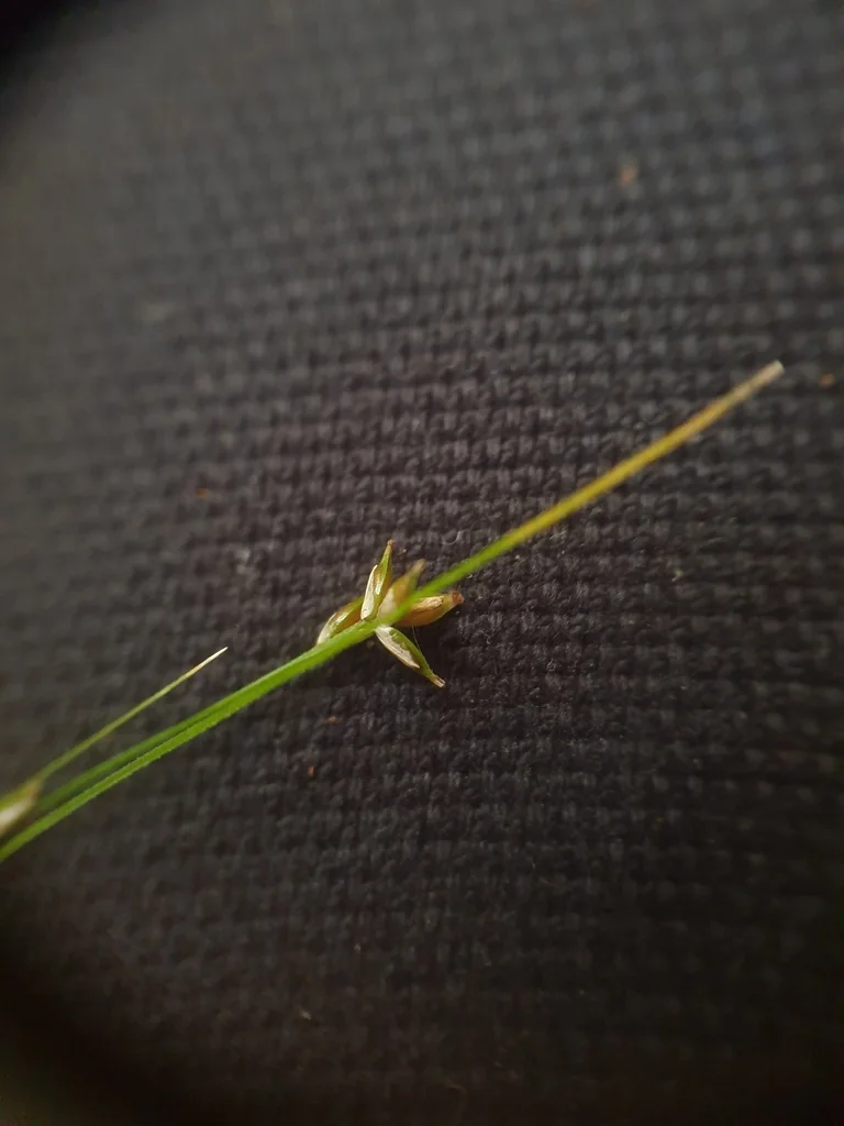 Carex Appalachica