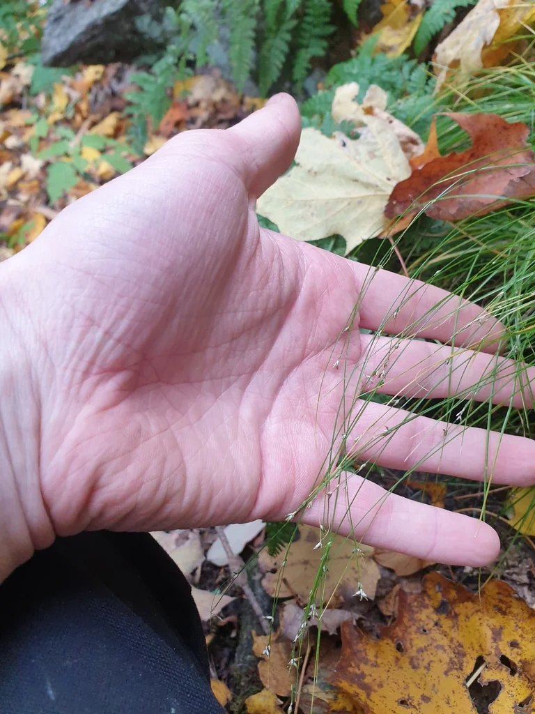 Carex Appalachica