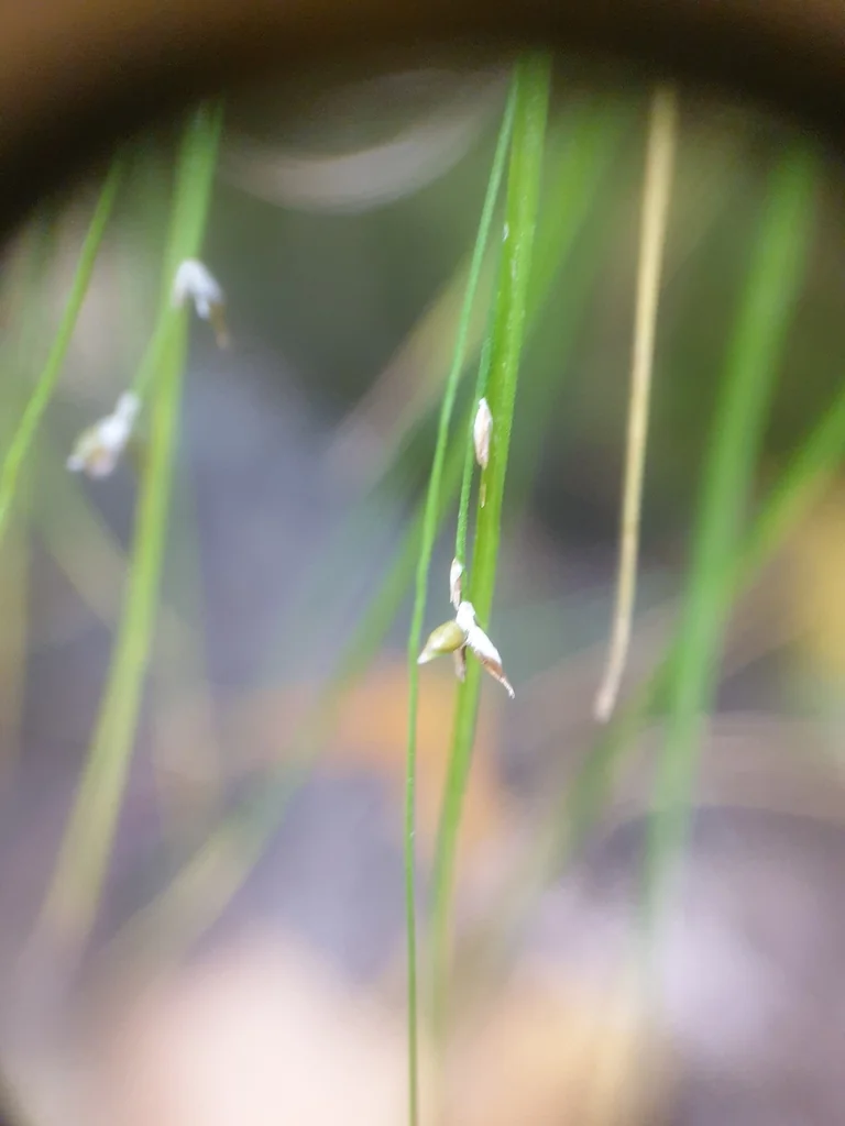 Carex Appalachica