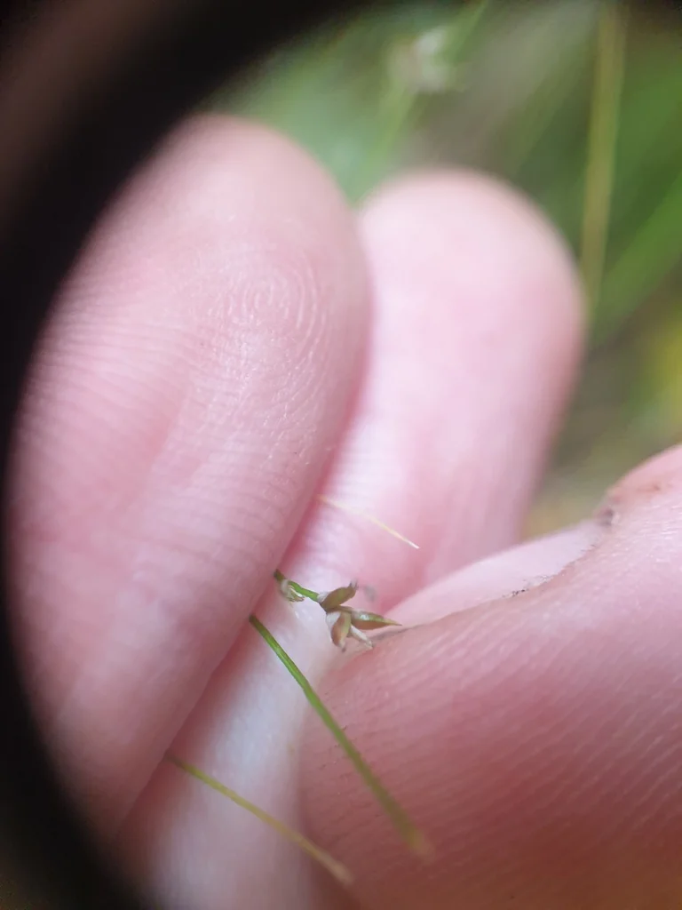 Carex Appalachica
