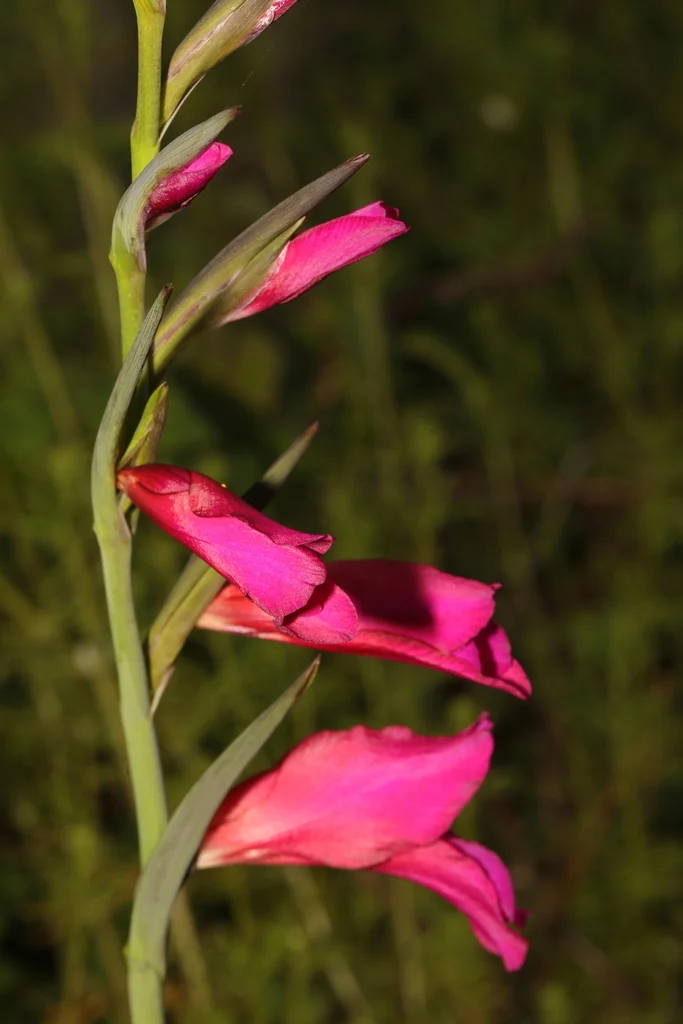 Gladiolus Communis