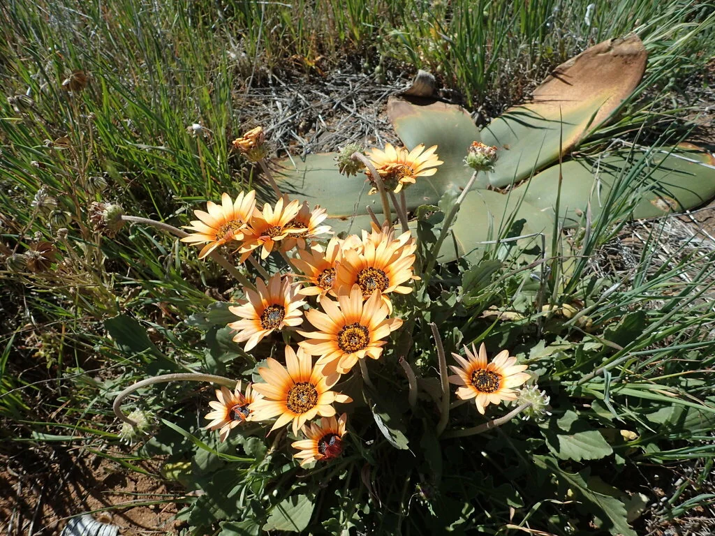 Arctotis Acaulis