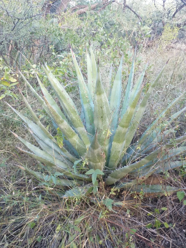 Agave Palmeri