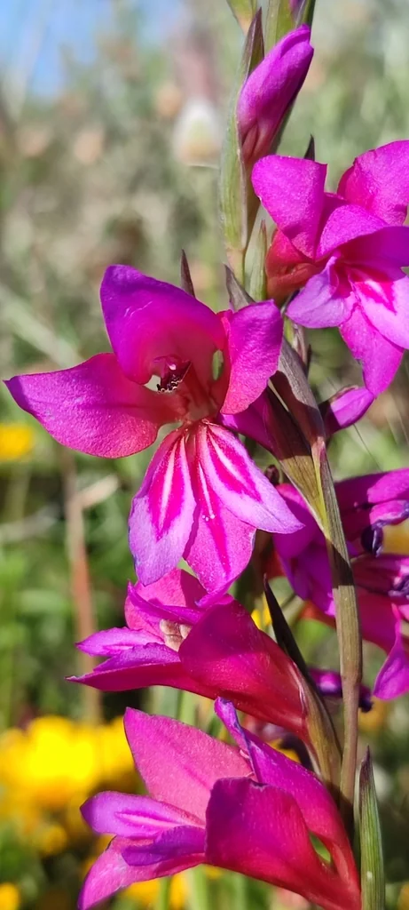 Gladiolus Communis