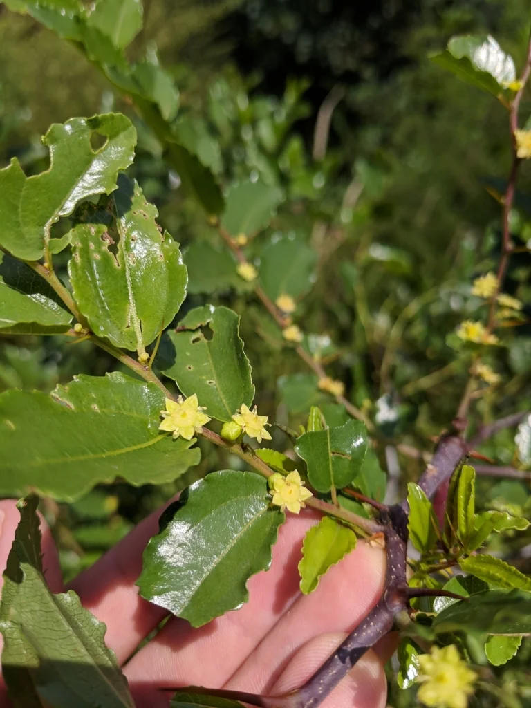 Ziziphus Jujuba