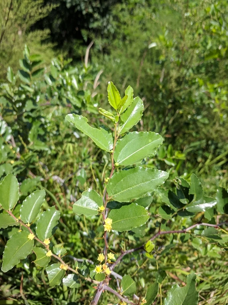 Ziziphus Jujuba