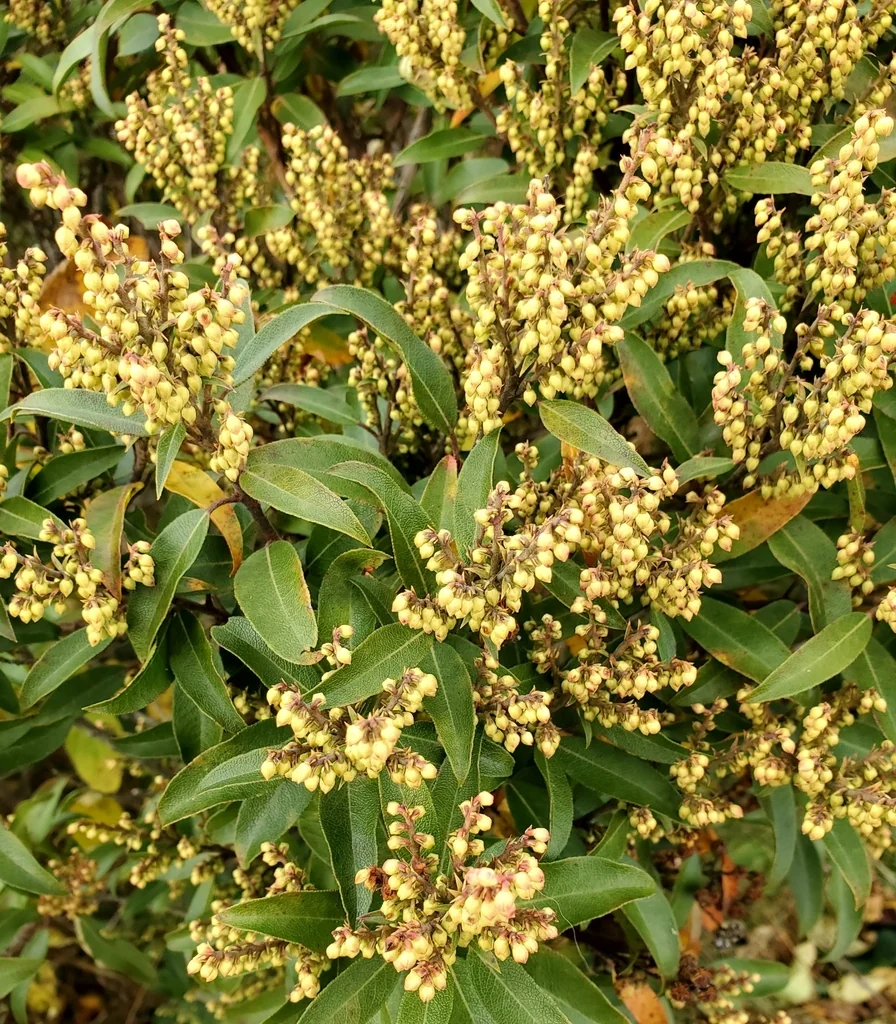Pieris Floribunda