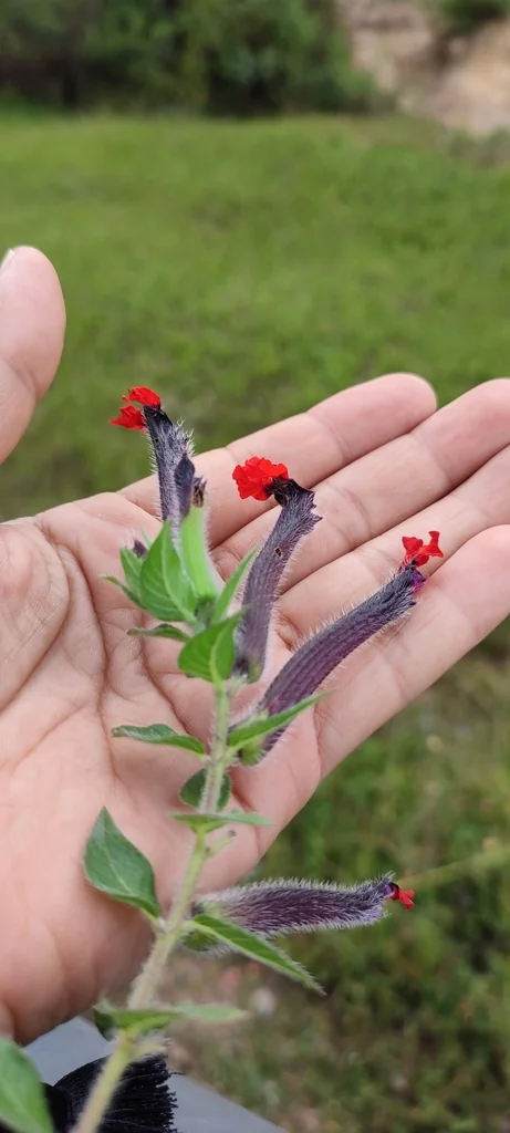 Cuphea Llavea