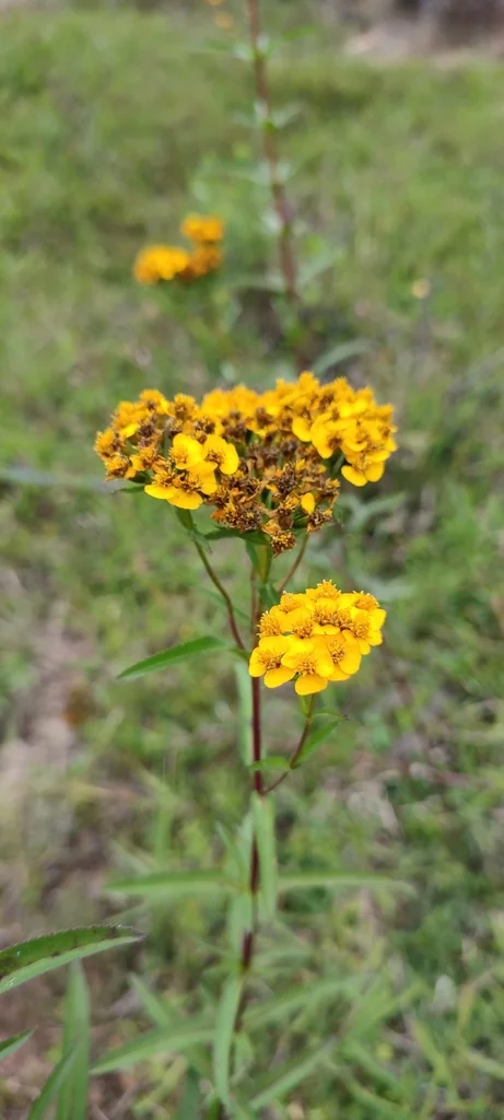 Tagetes Lucida