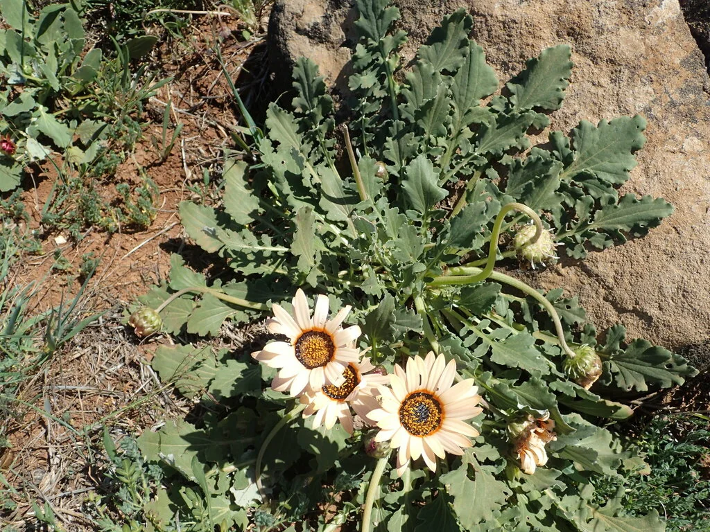 Arctotis Acaulis