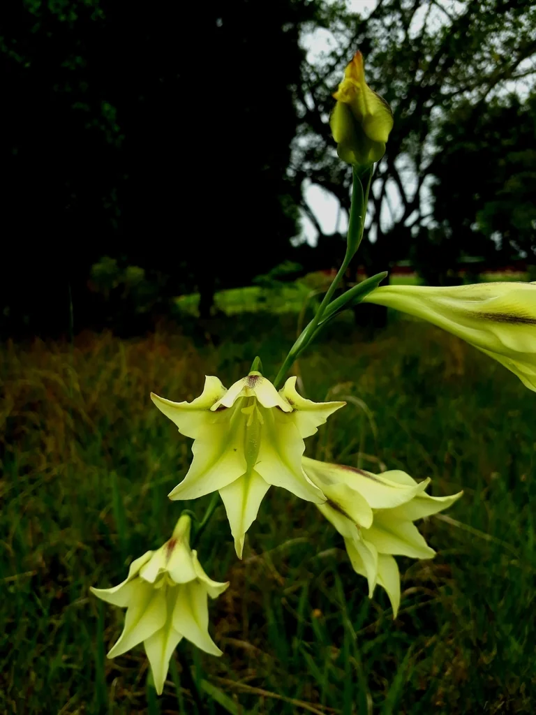 Gladiolus Tristis