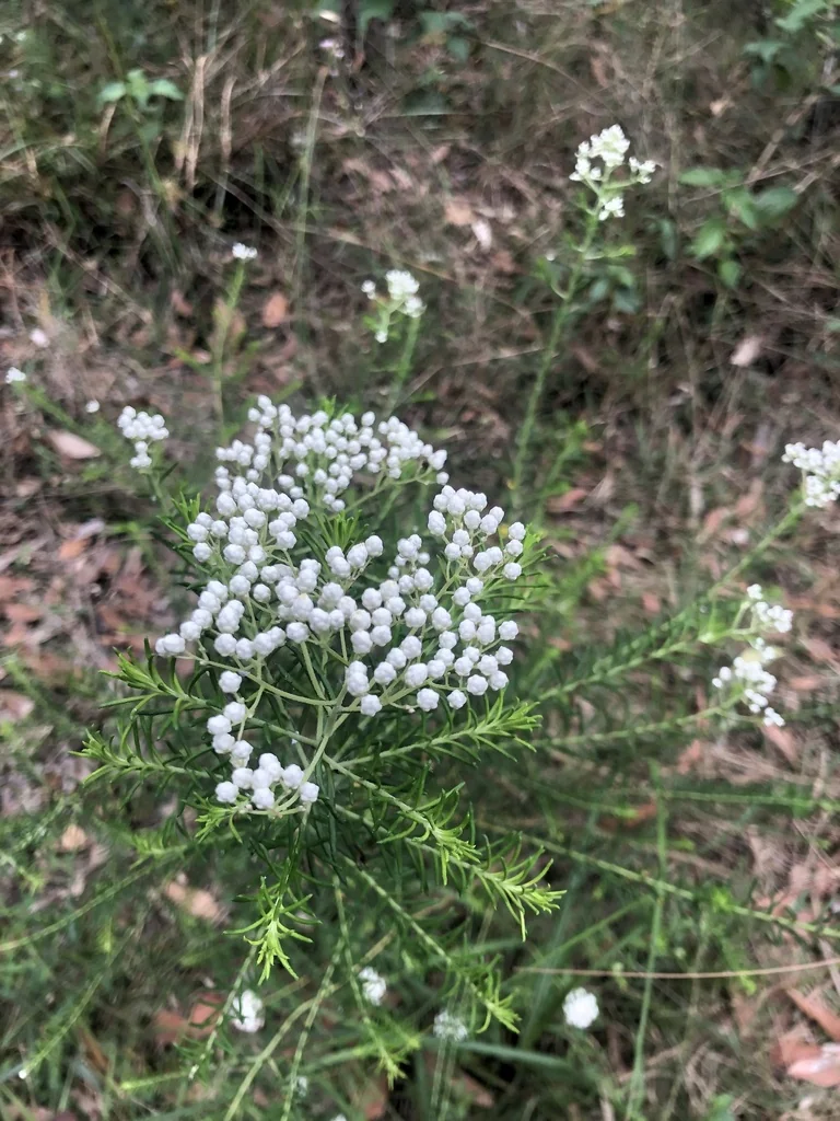 Ozothamnus Diosmifolius
