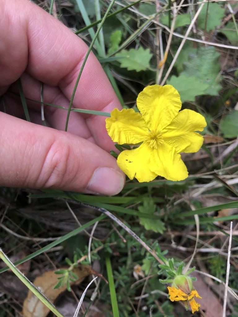 Hibbertia Vestita