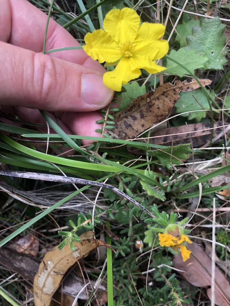 Hibbertia Vestita