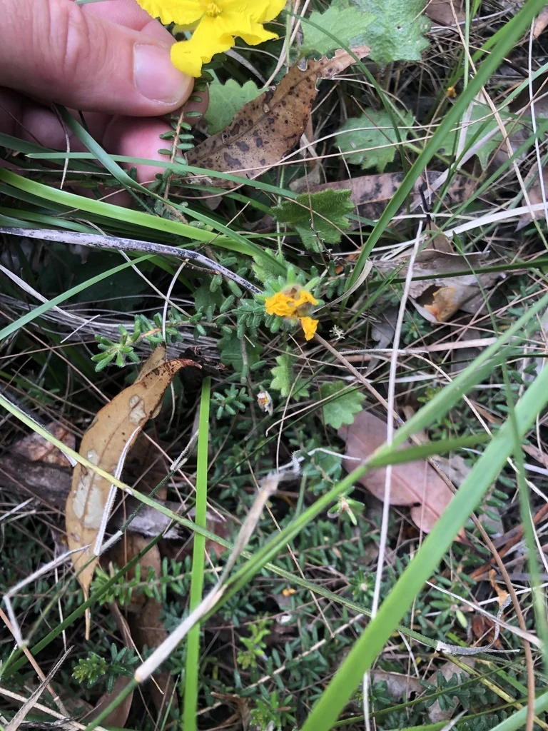 Hibbertia Vestita