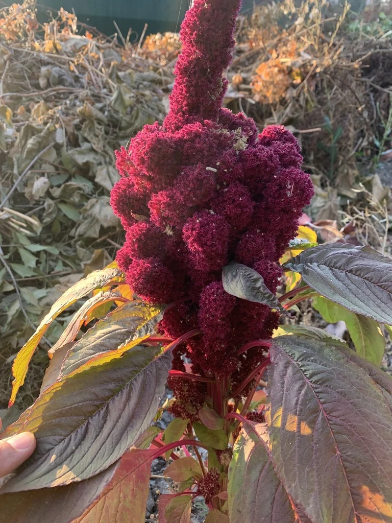 Amaranthus Caudatus