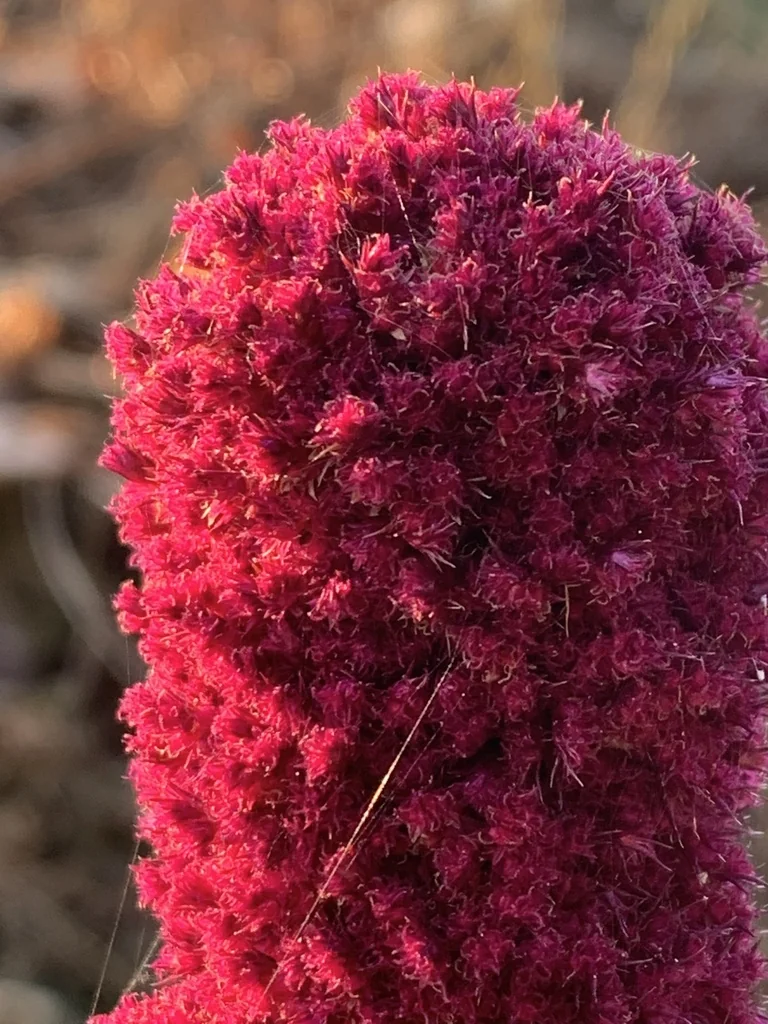 Amaranthus Caudatus