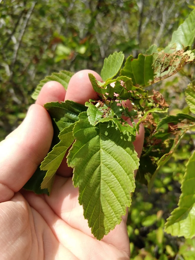 Alnus Incana Ssp. Tenuifolia