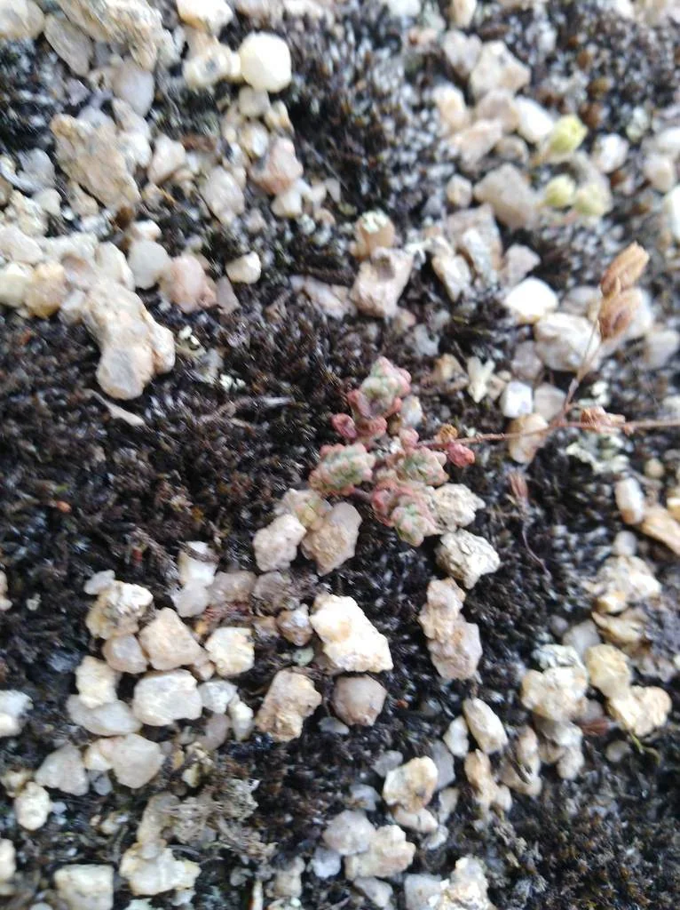 Sedum Brevifolium
