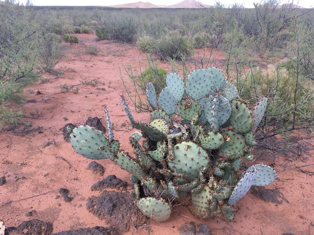 Opuntia Macrocentra