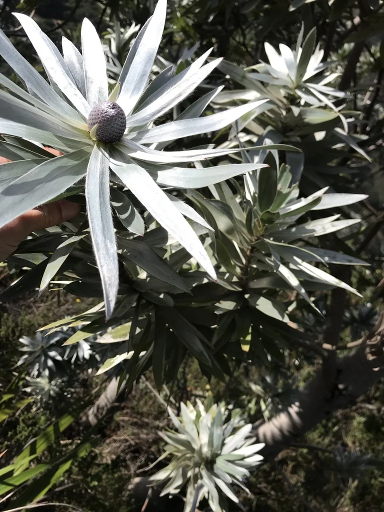 Leucadendron Argenteum