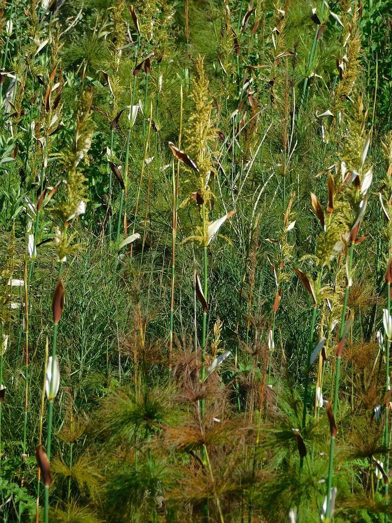 Elegia Capensis