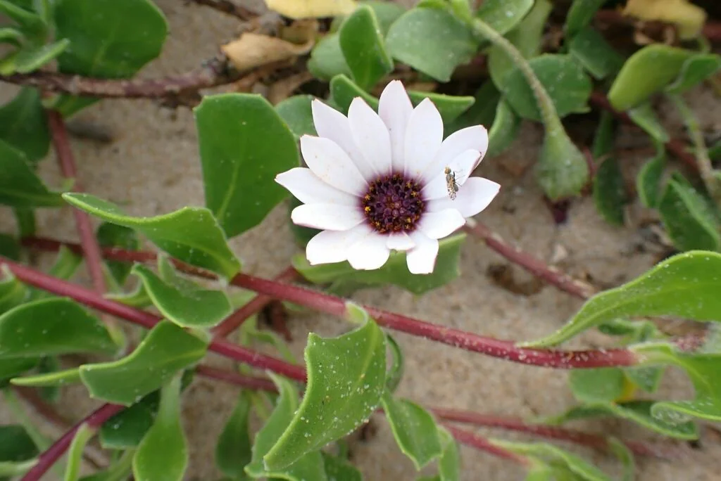 Osteospermum Fruticosum