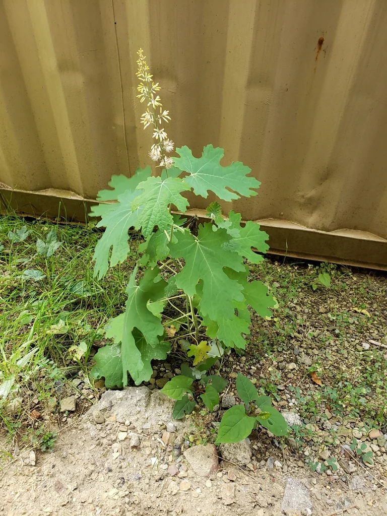 Macleaya Cordata