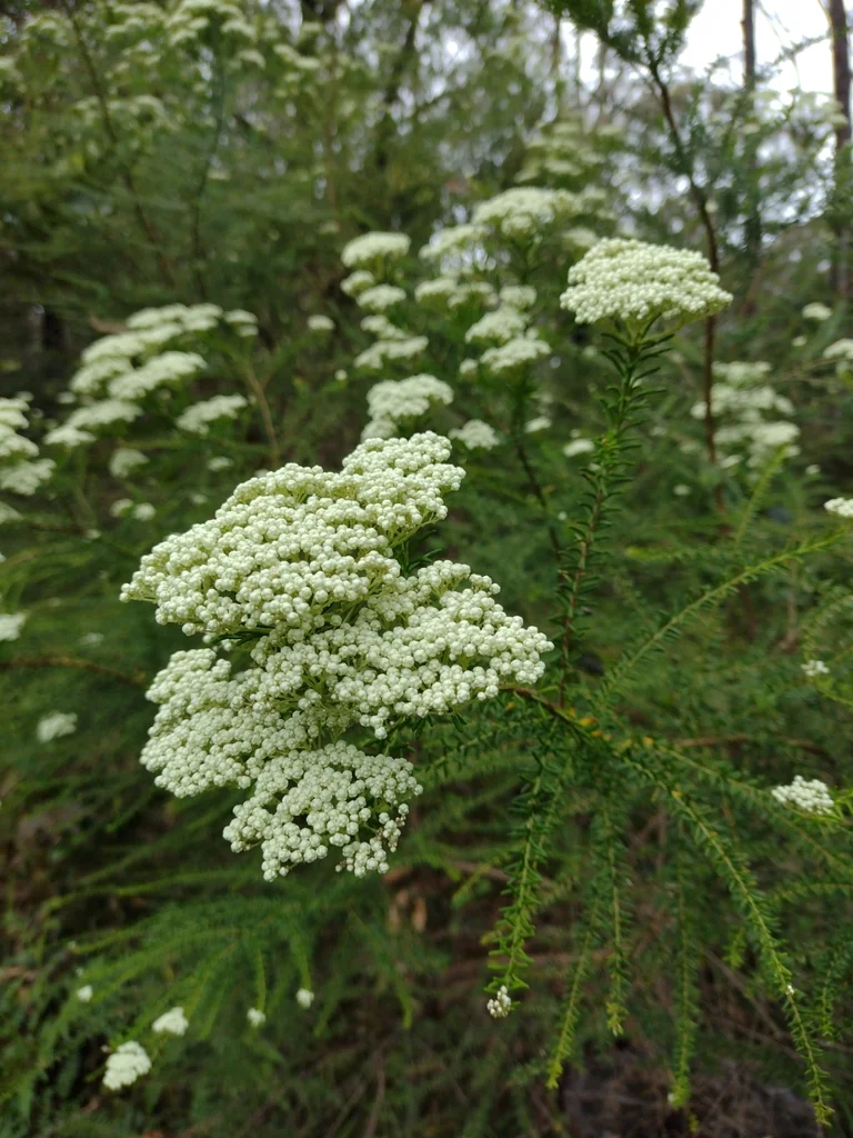 Ozothamnus Diosmifolius
