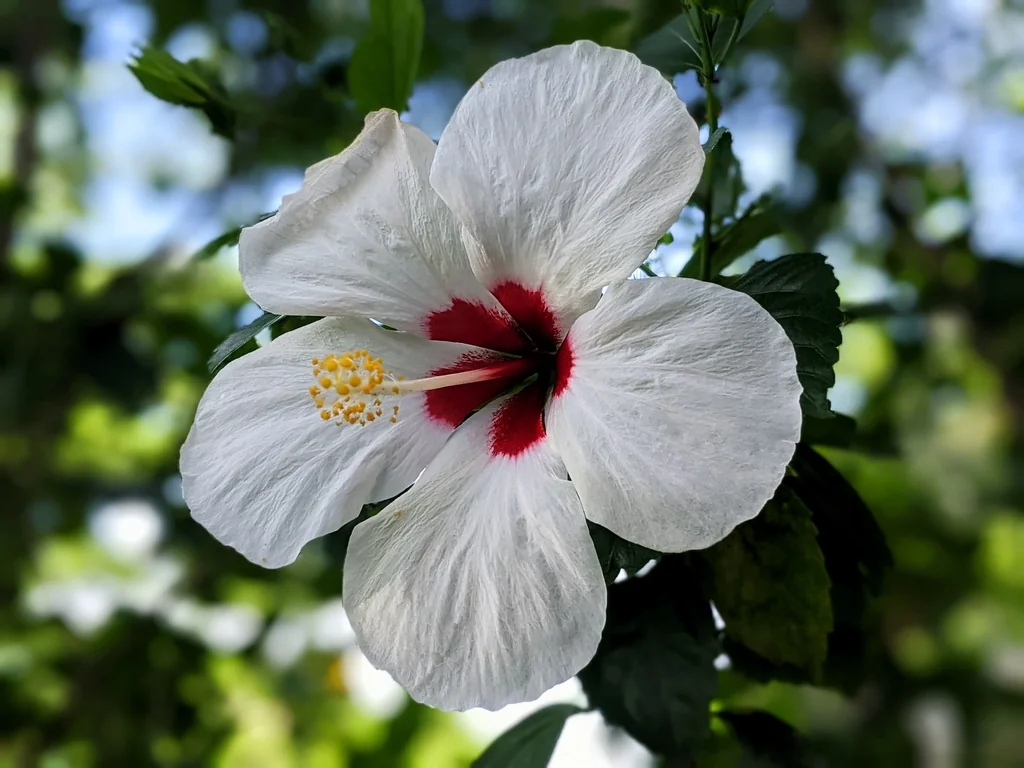 Hibiscus rosa-sinensis