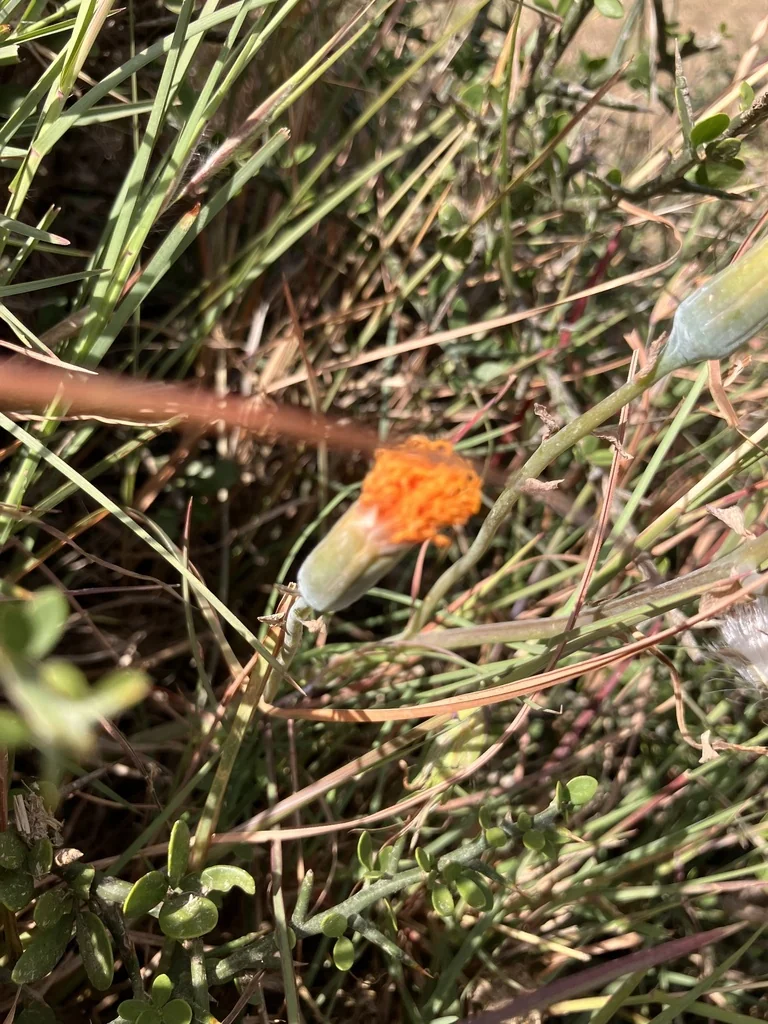Senecio Jacobsenii