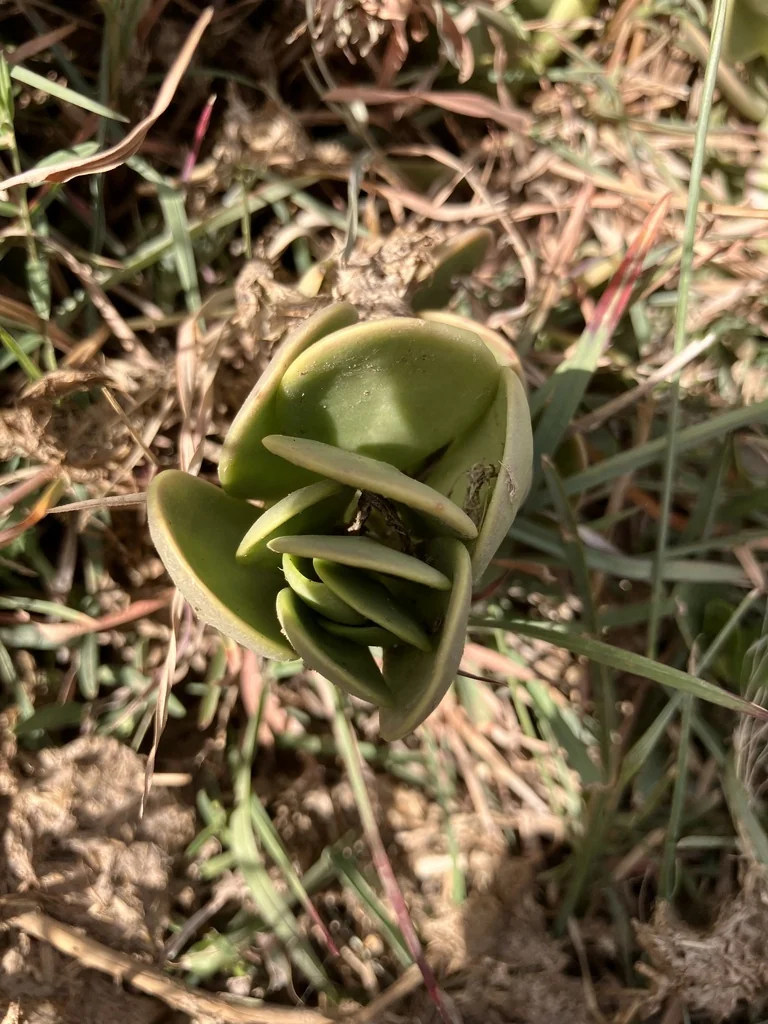 Senecio Jacobsenii