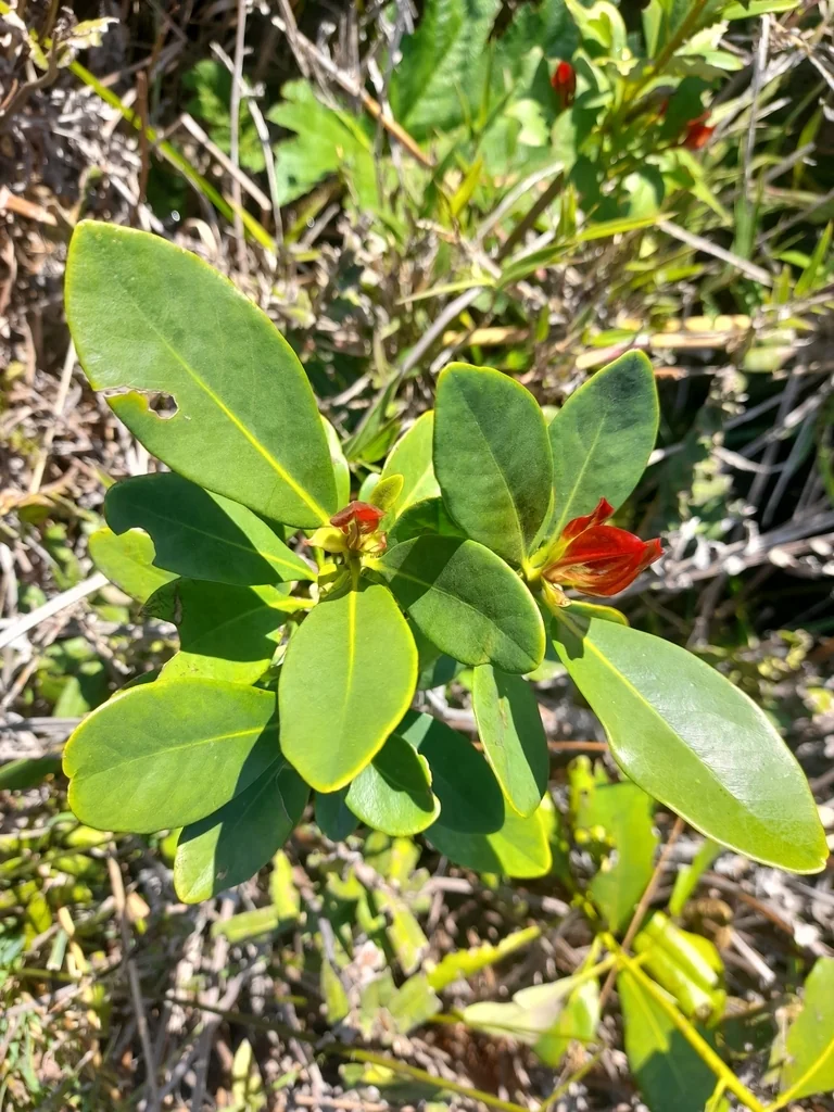 Drimys Winteri