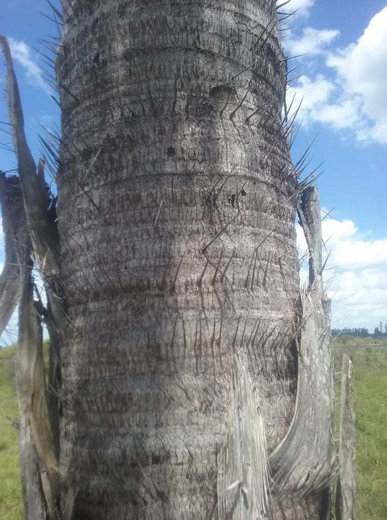 Acrocomia Totai