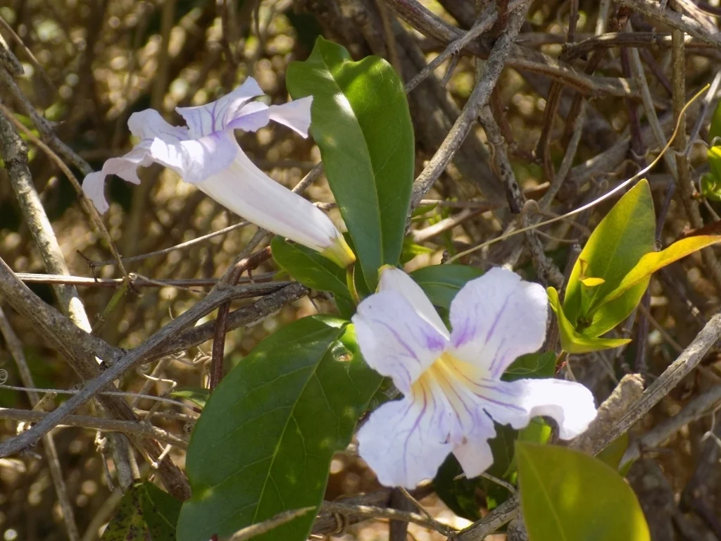 Clytostoma Callistegioides