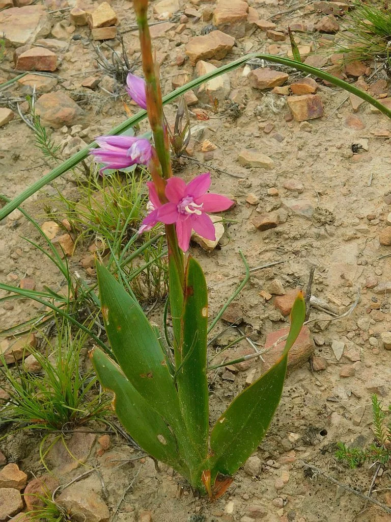 Watsonia Marginata