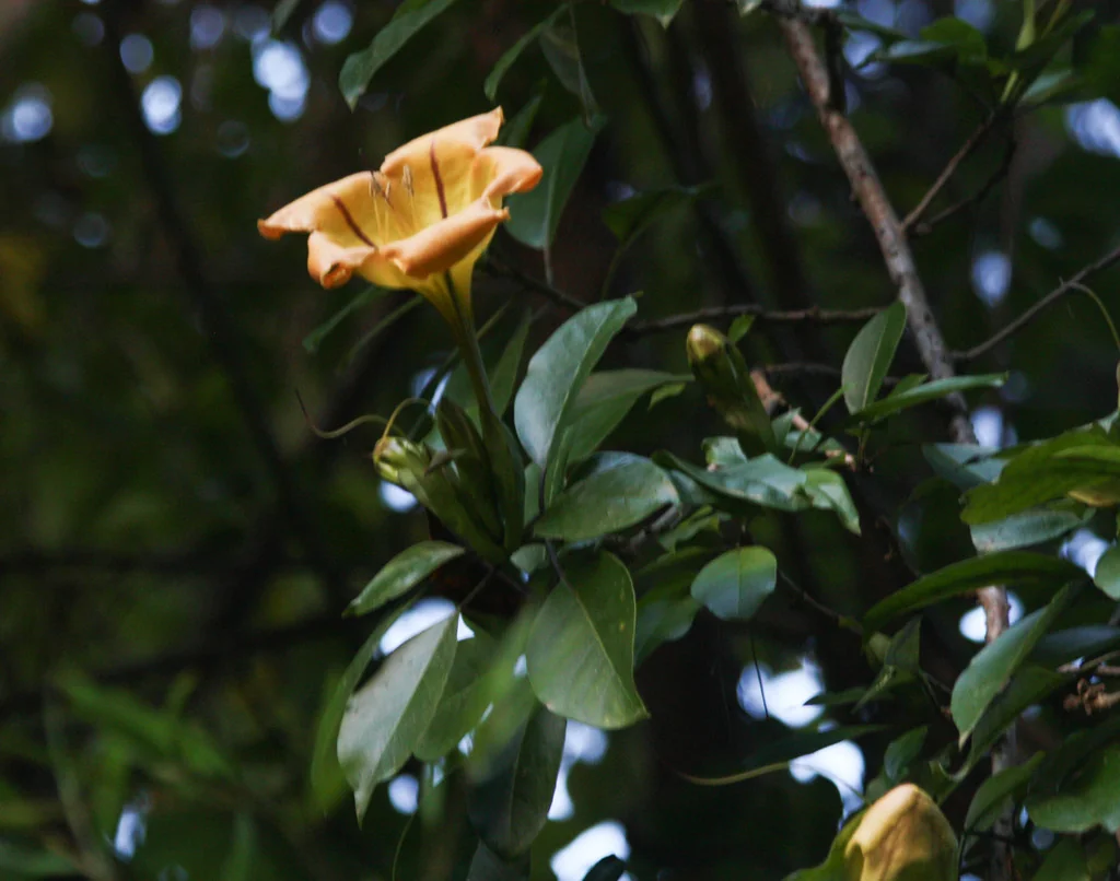 Solandra Maxima