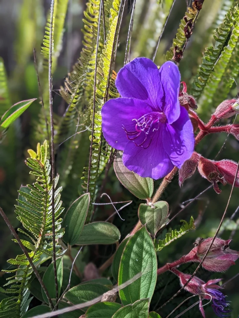 Tibouchina Urvilleana