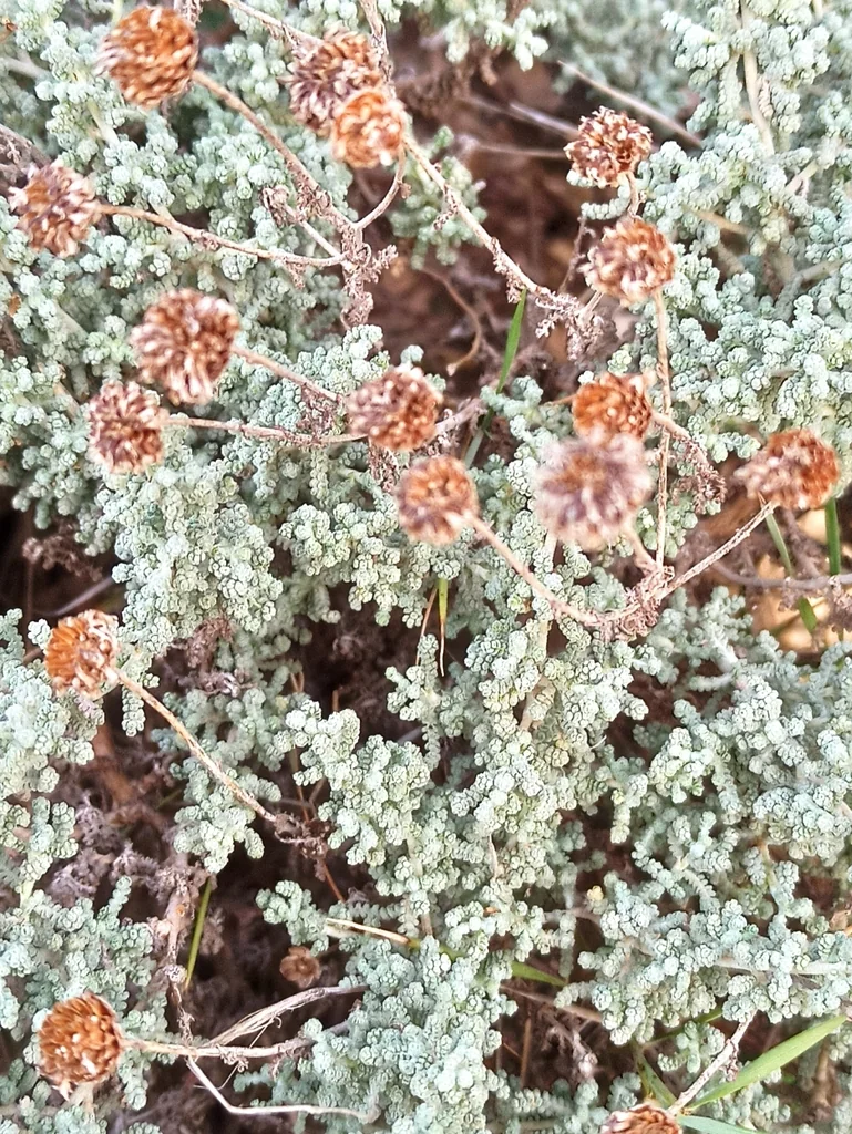 Santolina Chamaecyparissus