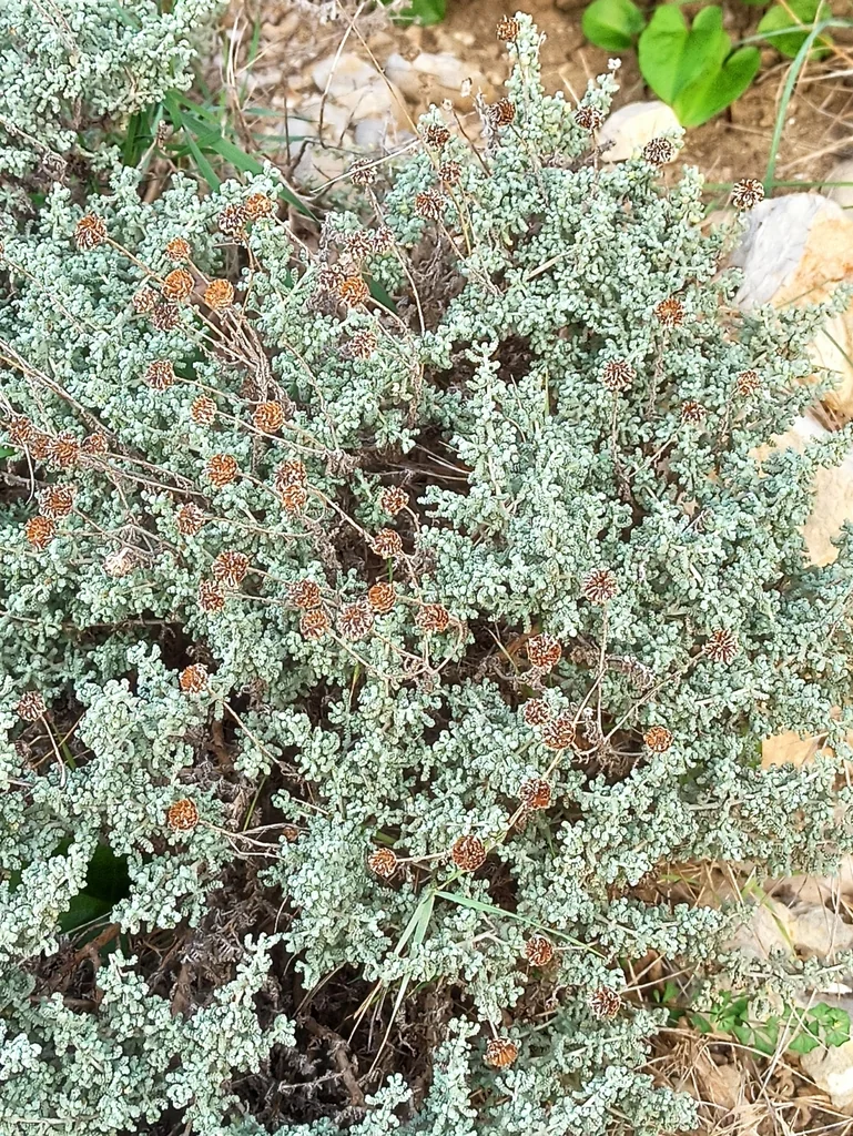 Santolina Chamaecyparissus