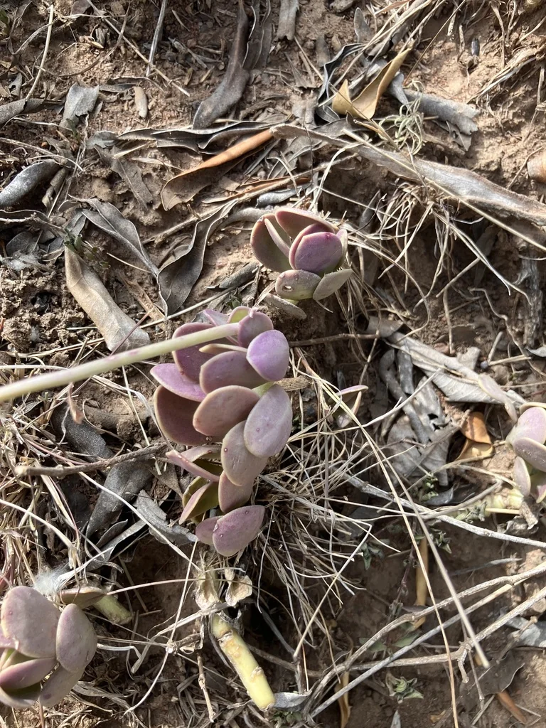 Senecio Jacobsenii