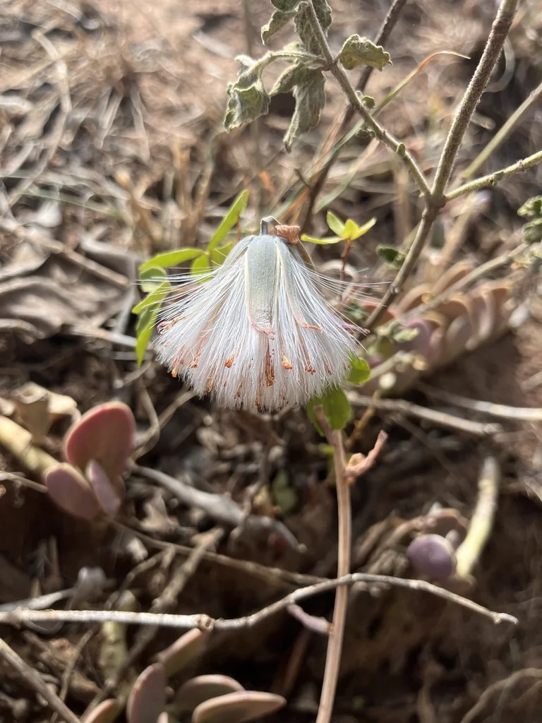 Senecio Jacobsenii