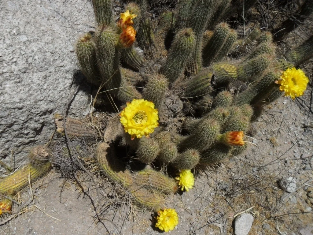Echinopsis Huascha